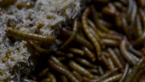 The-Mealworm-is-a-species-of-Darkling-Beetle-used-to-feed-pets-like-fish,-snakes,-birds,-and-frogs