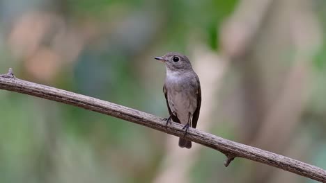 The-Asian-Brown-Flycatcher-is-a-small-passerine-bird-breeding-in-Japan,-Himalayas,-and-Siberia