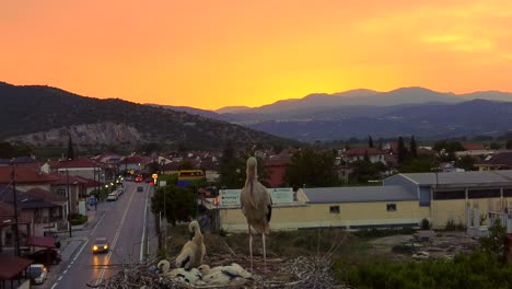 Erwachsener-Weißstorch-Und-Seine-Küken-Auf-Einem-Nest-Mit-Blick-Auf-Die-Fahrbahn-Mit-Bergen-Im-Sonnenuntergangshintergrund-Der-Goldenen-Stunde