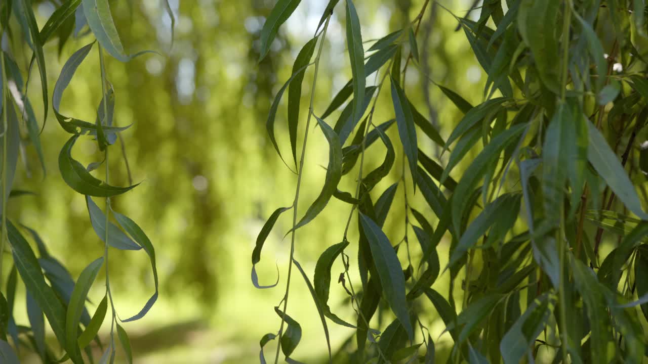 Willow tree leaves on sunny day, close up motion view