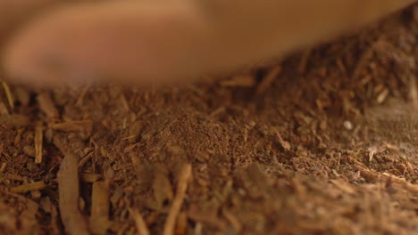 closeup of hands producing madder plant powder, process of red colouring dye for textiles