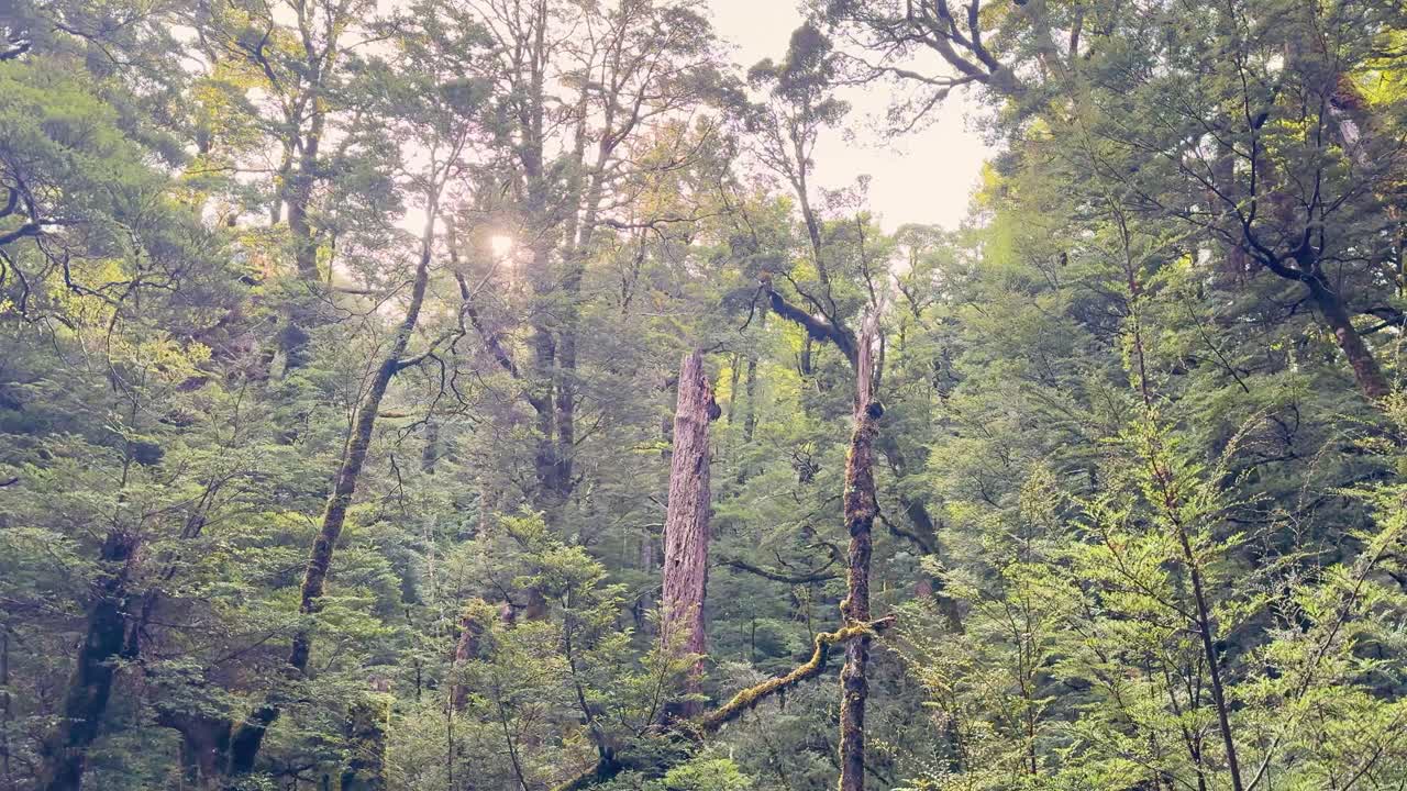 Soft sunlight streams through lush green forest trees, gentle camera pan, tranquil natural atmosphere