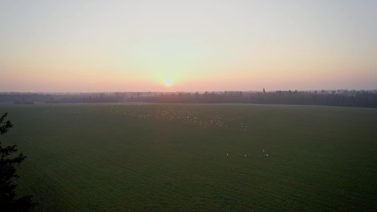 자연의 마법은 해가 뜨는 동안 날아다니는 이동하는 새들의 매혹적인 시선과 같습니다.