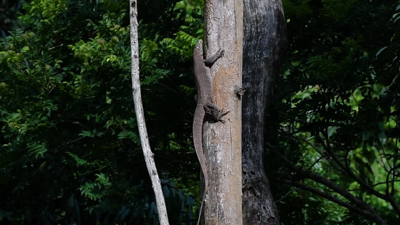 облачная ящерица-монитор обитает в таиланде и других странах азии
