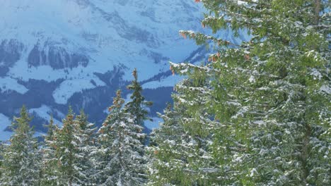 Drone-fly-by-showing-the-snow-laden-treetops-and-the-glacial-mountains-in-the-background,-located-in-the-Alps-of-Engelberg,-in-Brunni,-Switzerland