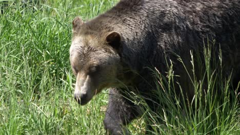 Cerca-De-Un-Oso-Grizzly-Caminando-A-Través-De-La-Hierba-Verde-Alta