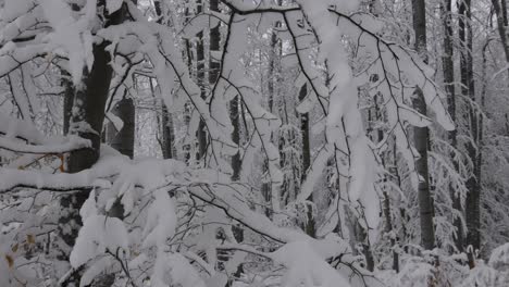 Bosque-Nevado