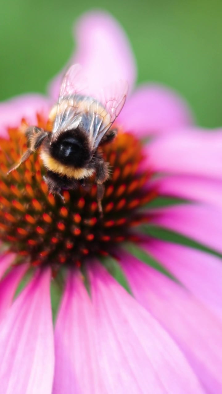 A macro shot of a bumblebee collecting nectar on a pink flower in vertical orientation.