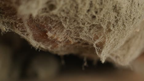 mold on bread, closeup, extreme macro