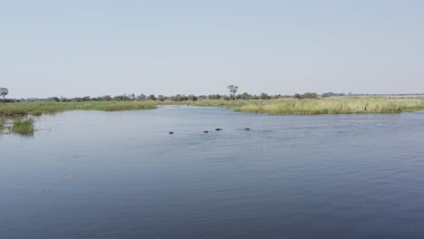 Flyover-Group-Of-Hippos-Bathing-In-The-Cuando-River,-Namibia,-Africa