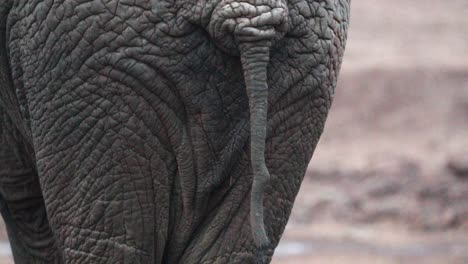 behind of an african bush elephant with wrinkled skin in the wild safari