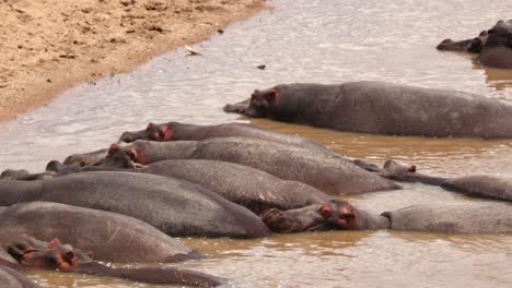 pod of hippos sleeping in river in masai mara national reserve, kenya