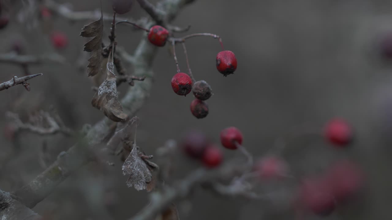 We have a clip with a rosehip branch in the tree. A story setting in the Doftana Valley Romania. A wonderful bright red plant in the tree. The leaves are brown with a slight frosting.