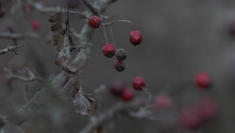 we have a clip with a rosehip branch in the tree. a story setting in the doftana valley romania. a wonderful bright red plant in the tree. the leaves are brown with a slight frosting.