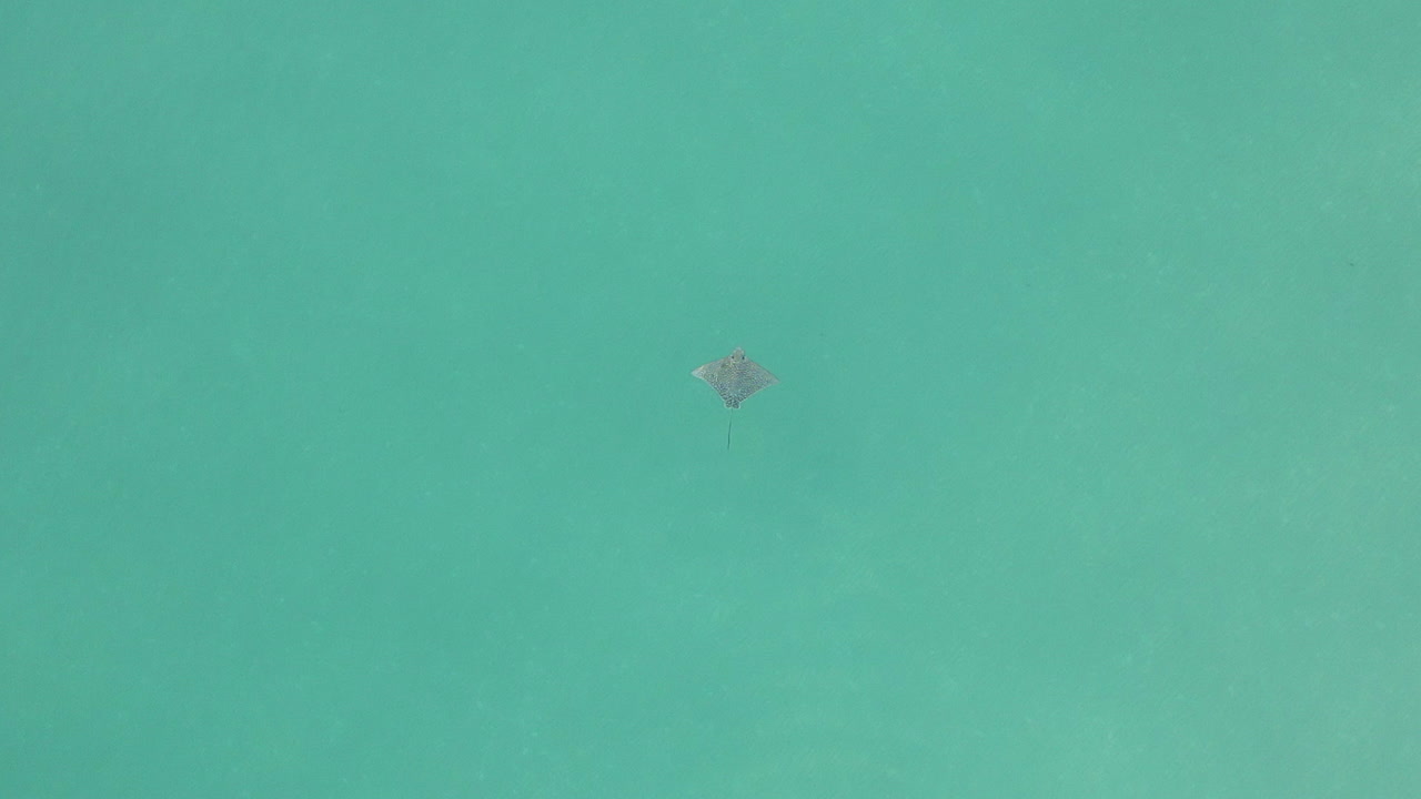 청록색 바다 물에서 수영하는 점박이 독수리 광선의 수직 공중