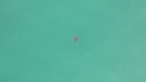 vertical aerial of spotted eagle ray swimming in turquoise ocean water