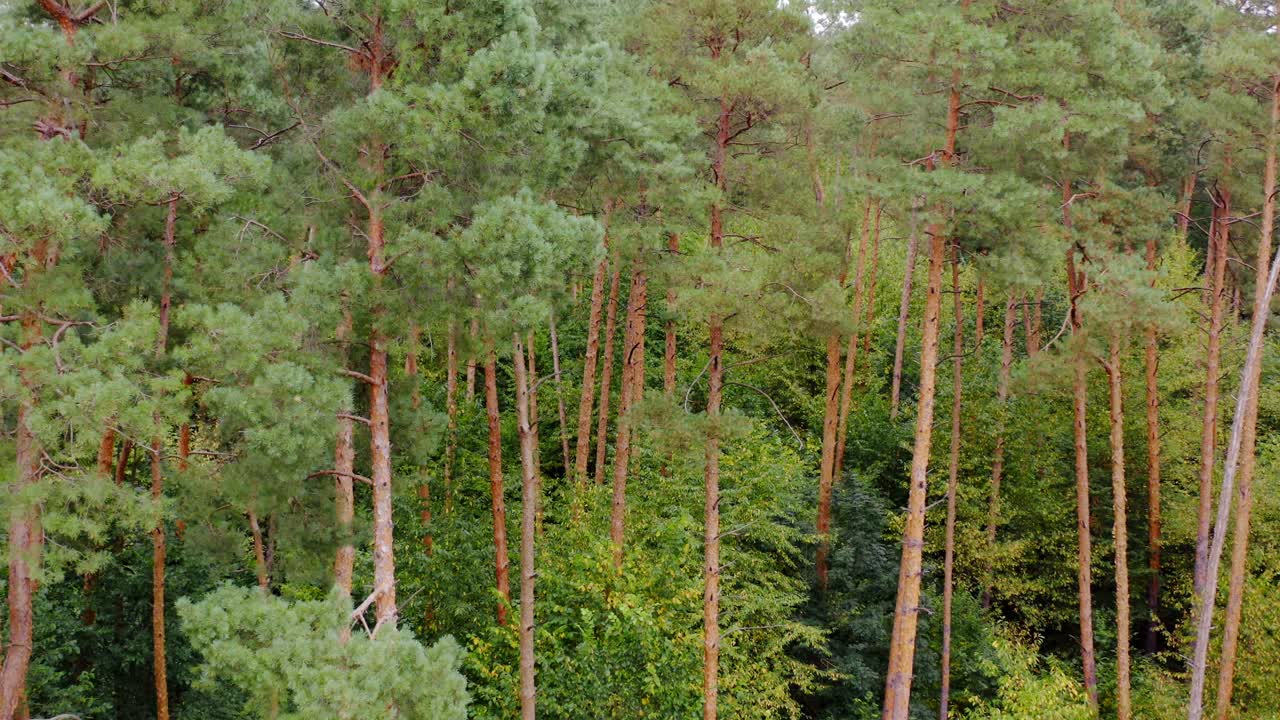 Pine trees in forest. High trees panorama from dron. Aerial video on wood. Green nature concept.