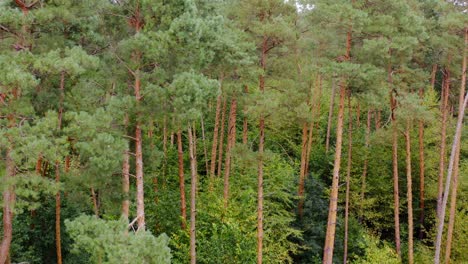 pine trees in forest. high trees panorama from dron. aerial video on wood. green nature concept.