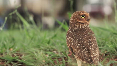 Burrowing-owl-standing-up-on-grass-at-a-busy-plaza-in-Brazil