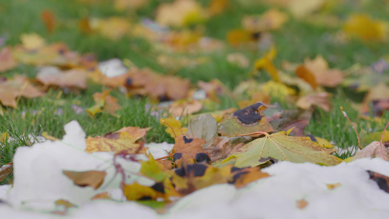 Autumn leaves gently falling onto a bed of fresh snow in a calm setting