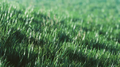 lush green grass sways gently in the warm afternoon sunlight