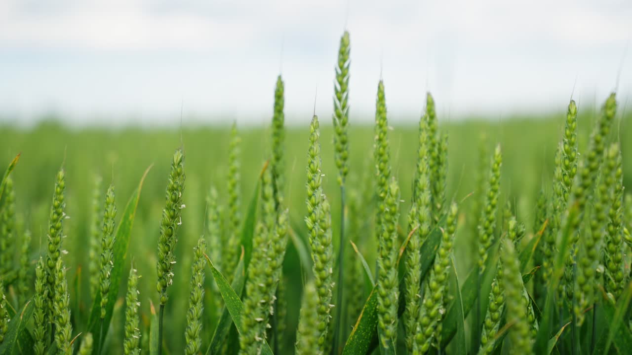 Lush green wheat field with young ears of wheat growing densely under a bright sky, Fresh crop in an agricultural landscape