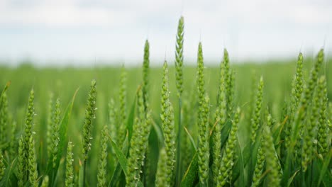 lush green wheat field with young ears of wheat growing densely under a bright sky, fresh crop in an agricultural landscape