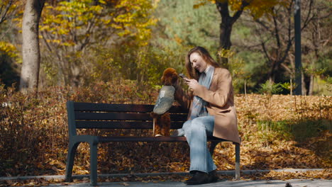 woman taking pictures of her poodle in autumn park