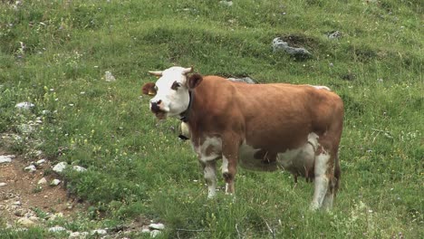 Mountain-pasture-with-cow-in-the-Bavarian-Alps-near-Sudelfeld,-Germany-1