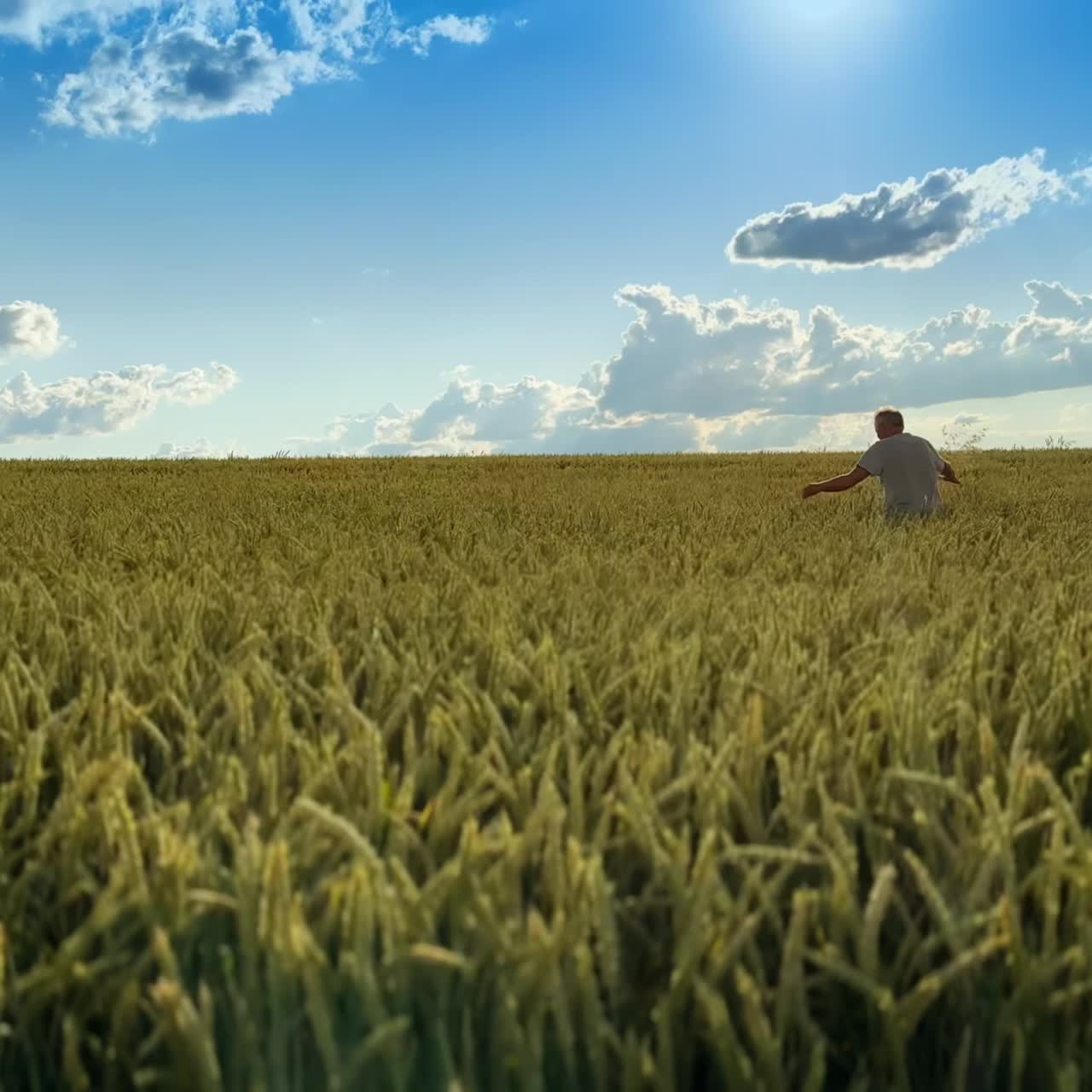 Vast agricultural field of grain under the hot summer sun. Old man walks by the farmland of barley