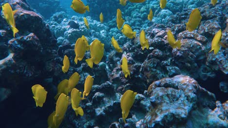 exquisitas escuelas de vibrantes peces amarillos de agua salada nadan juntos en hawai