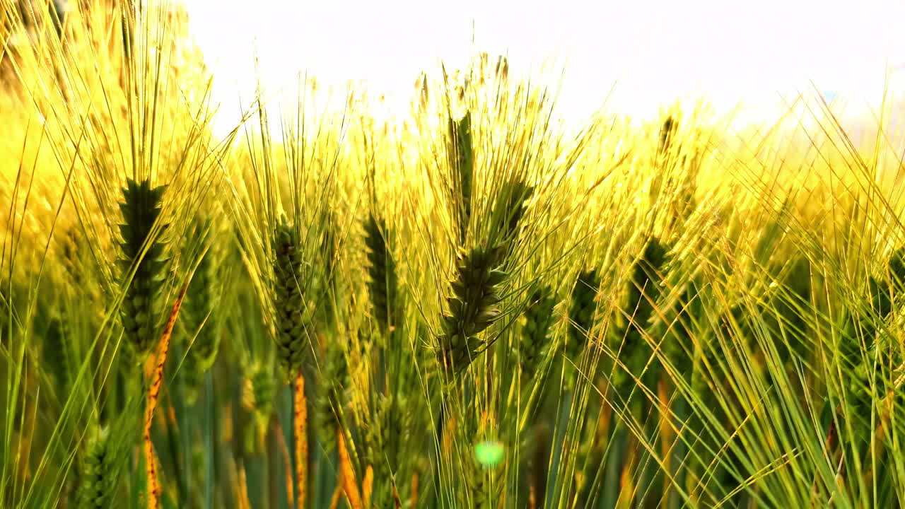 Close-Up of Golden Barley Field Swaying in Wind Under Bright Summer Sunshine