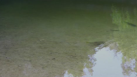 Este-Es-Un-Video-Estático-De-Una-Especie-De-Lechón-O-Carpa-No-Identificada-En-La-Reserva-De-Hamilton-Pool.