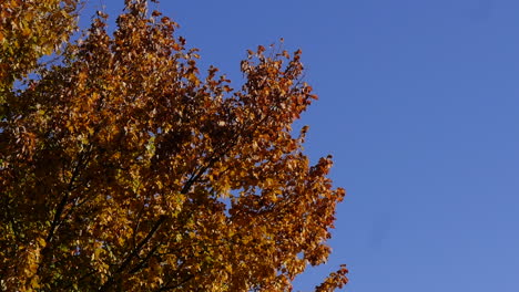 beautiful blue sky and fall foliage