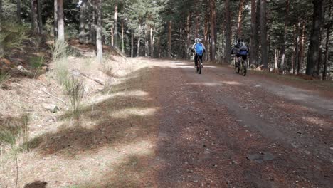 Trail-across-the-mountain-surrounded-by-pines