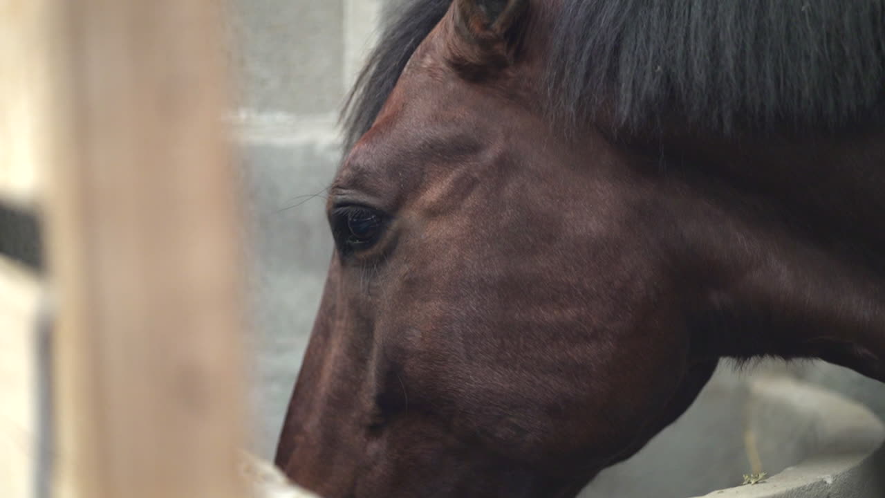 Close-up of Horse chewing hay in indoor stable, equine nutrition and care routine,