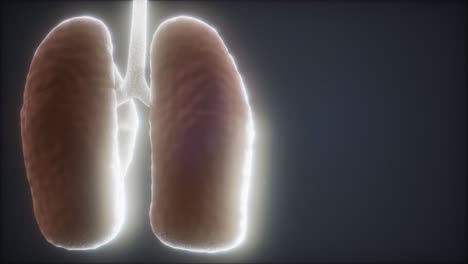 animación médicamente precisa del pulmón humano en bucle 3d