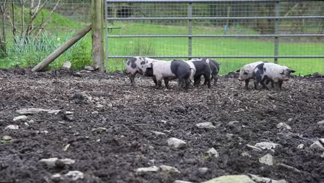 saddleback piglets playing in a muddy pig pen