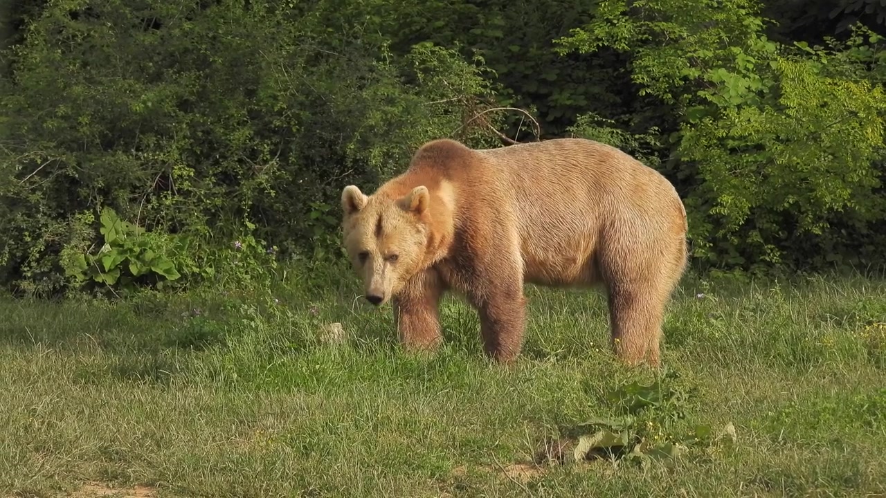 Orso bruno che cerca cibo in un prato erboso.