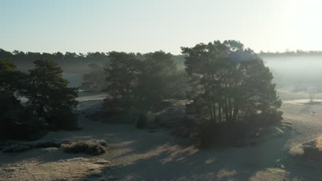 deciduous trees inside soester duinen under summer weather in utrecht, netherlands