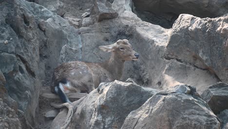 Resting-in-between-rocks-chewing-the-cud-during-a-hot-summer-afternoon