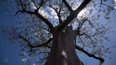 slomo of a african tree shot from below, with sunlight appearing during great weather