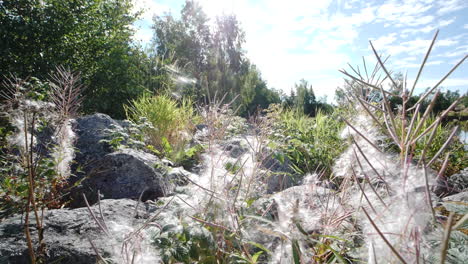 Weiße-Blüten,-Die-Sich-In-Der-Luft-Ausbreiten.-Rückwärts-Zeitlupe