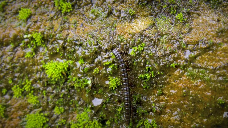 Splendida ripresa 4K di un millepiedi che striscia su una roccia coperta di muschio in Australia. Primo piano estremo delle zampe dell'insetto che si muovono mentre cammina dal basso verso l'alto dello schermo. Macro 4K