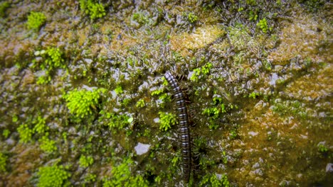 beautiful 4k shot of a millipede crawling across a moss covered rock in australia. extreme close up of the insect's legs moving as it walks from the bottom to the top of screen. 4k macro