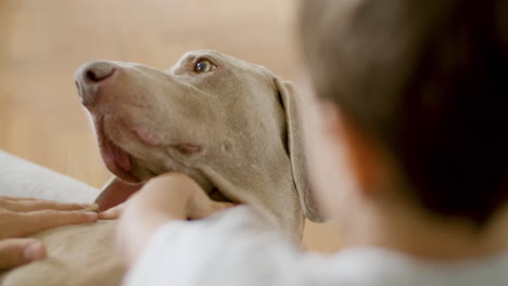 back view of a little boy petting his lovely dog at home