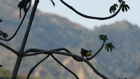 un tucán sentado en una rama de un árbol en minca, colombia