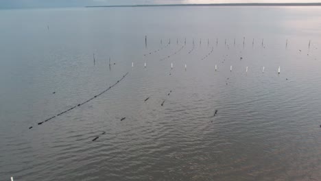 Vuelo-Aéreo-Sobre-Criaderos-De-Ostras-En-Florida