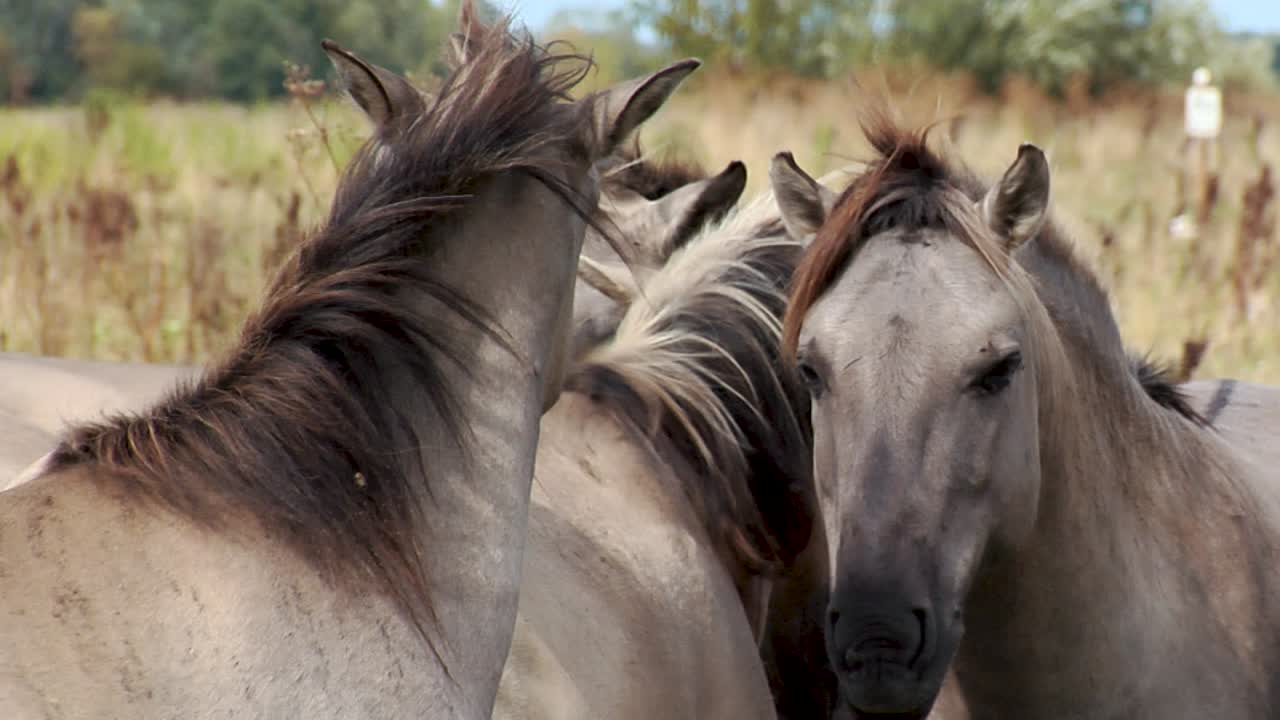 caballos salvajes en un día gris y ventoso