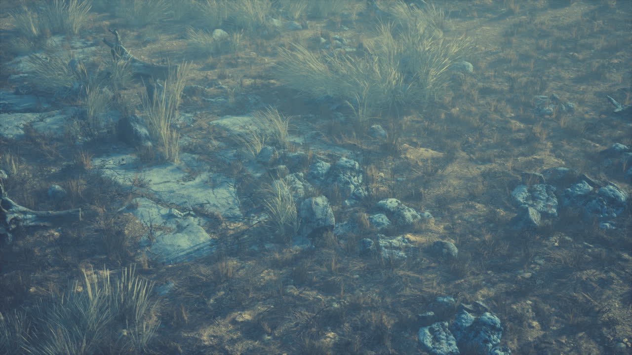 dry grass and rocks landscape